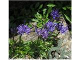 Mračičnolistni repuš (Phyteuma globulariifolium), NP Gran Paradiso, Italija.