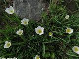 Pirenejska zlatica (Ranunculus pyrenaeus var. kuepferi), NP Gran Paradiso, Italija.