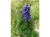 Ozkolistna preobjeda (Aconitum angustifolium), Krn, Slovenija.