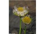 Velecvetni divjakovec (Doronicum grandiflorum), odcvetel; NP Gran Paradiso, Italija.