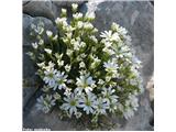 Skalna smiljka (Cerastium julicum), Kalška gora, Slovenija.