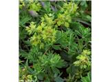 Peterolistna plahtica (Alchemilla pentaphyllea), Nivolet, Italija.