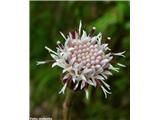 Homogyne sylvestris