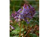 Corydalis solida