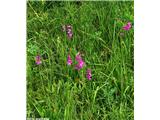 Gladiolus palustris