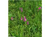 Močvirski meček (Gladiolus palustris), Kamniški vrh, Slovenija.