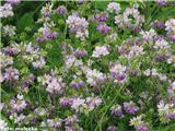 Pisana šmarna detelja (Coronilla varia)