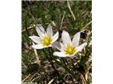 Lojdija (Lloydia serotina), Mangartsko sedlo, Slovenija.