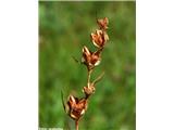 Močvirski meček (Gladiolus palustris), zreli plodovi s semeni.