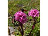 Alpska lučca (Lychnis alpina), Col de l'Iseran, Francija.