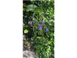 Repuščevolistna zvončica (Campanula rapunculoides)