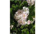 Enovrati glog (Crataegus monogyna), Slovenija.