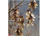 Beli javor (Acer pseudoplatanus)