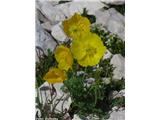 Papaver alpinum ssp. rhaeticum