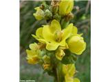 Drobnocvetni lučnik (Verbascum thapsus), Korošica (pritok Kamniške bistrice), Slovenija.