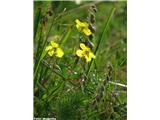 Navadni popon (Helianthemum nummularium)