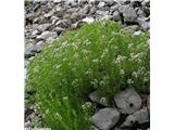 Linejev bodičnik (Drypis spinosa subsp. jacquiniana), Čaven, Slovenija.