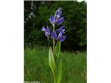 Navadna grebenuša (Polygala vulgaris)