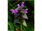 Škrlatnordeča mrtva kopriva (Lamium purpureum)