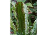 Phyllitis scolopendrium