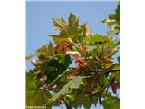 Ostrolistni javor (Acer platanoides)