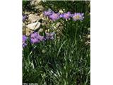 Travnolistni grintavec (Scabiosa graminifolia)