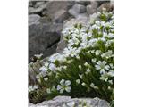 Skalna smiljka (Cerastium julicum), Kalška gora, Slovenija.