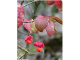 Bradavičasta trdoleska (Euonymus verrucosa), Podkraj, slovenija.