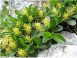 Topolistna vrba (Salix retusa), Kokrsko sedlo, Slovenija.