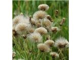 Njivski osat (Cirsium avense), plodenje.