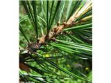 Cemprin (Pinus cembra)
