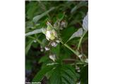 Malinjak (Rubus idaeus), Potok Grohat, Stahovica, slovenija.