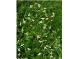 Navadna lakota (Galium mollugo)