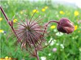 Potočna sretena (Geum rivale), Kokrsko sedlo, Slovenija.