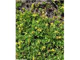 Peterolistna plahtica (Alchemilla pentaphyllea), Col de l'Iseran, Francija.