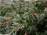 Sibirski ali pritlikavi brin (Juniperus alpina), Snežniška planota, Slovenija.