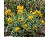 Sivi grint (Senecio incanus), Stelvio, Italija.