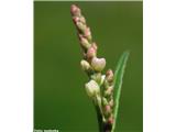 Breskva dresen (Polygonum persicaria)