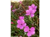 Deltasti klinček (Dianthus deltoides), Pas de la Casa, Pireneji, Andorra.