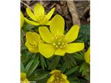 Navadna jarica (Eranthis hyemalis), Bohor, Slovenija.