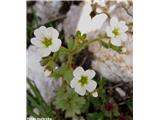 Kipeči kamnokreč (Saxifraga adscendens), Velika planina, Slovenija.