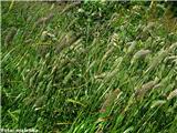 Alpski mačji rep (Phleum alpinum)