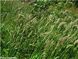 Alpski mačji rep (Phleum alpinum), Komna, Slovenija.