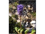 Allionijev jetičnik (Veronica allionii), Col de la Lombarde, Francija.