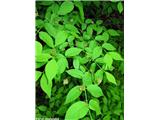 Euonymus verrucosa