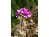 Moknati jeglič (Primula farinosa), Rateče-Tromeja, Slovenija.