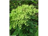 Thalictrum aquilegiifolium