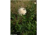 Bleda obloglavka (Cephalaria leucantha)