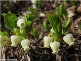 Alpski gornik (Arctostaphylos alpina), Zelenica, Slovenija.