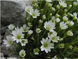 Skalna smiljka (Cerastium julicum), Grintovec, Slovenija.